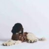 MYSIGT STICKAD HUNDTRÖJA MYSIGT STICKAD HUNDTRÖJA